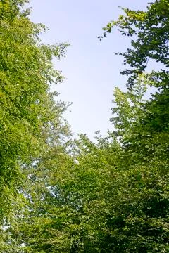 Tree leafs in sky background best quality Stock Photos