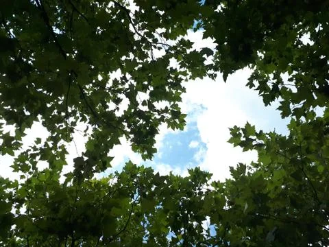 Tree leafs on the sky background Stock Photos