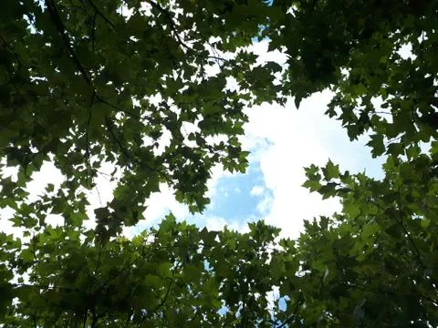 Tree leafs on the sky background Stock Photos