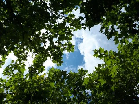 Tree leafs on the sky background Stock Photos