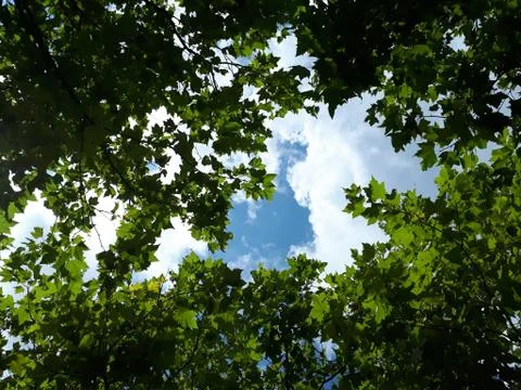 Tree leafs on the sky background Stock Photos