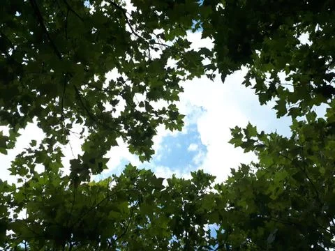 Tree leafs on the sky background Stock Photos