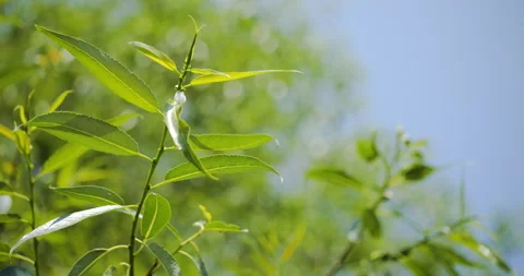 Tree Leafs slow motion Stock Footage 242769493