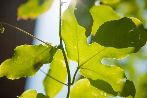 Tree leafs in the sun Stock Photos