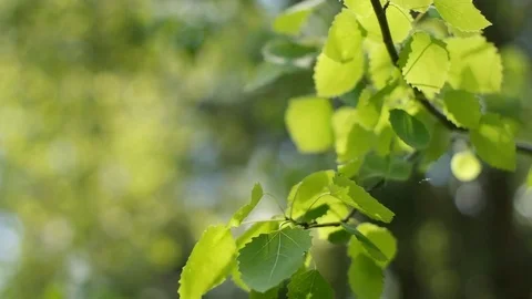 Tree leafs in sunlight Stock Footage 77412132