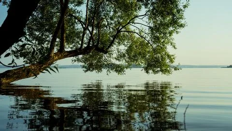 The tree leaned towards the water. A calm lake in the early morning Stock Photos