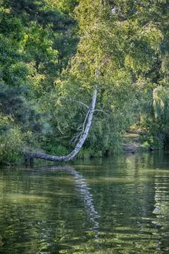 Tree leaned on the water surface of the lake. Nature Stock Photos