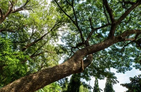 Tree leaning across the wind shadow of the forest. Stock Photos
