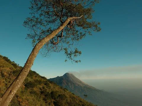 A tree is leaning on a hillside with a mountain in the background Stock Photos