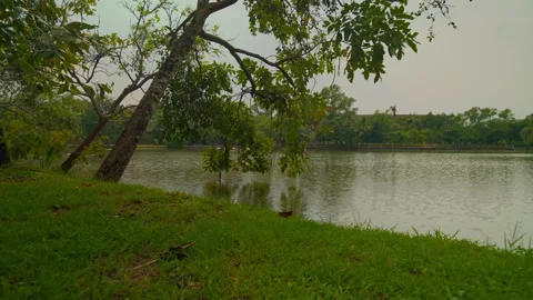 Tree leaning over lake with grass foreground Stock Footage 321009404