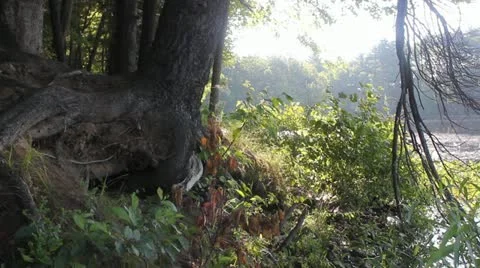 Tree Leaning Over Pond Stock Footage 11186009