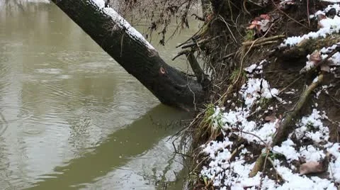 Tree leaning over River Stock Footage