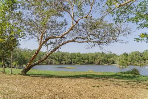Tree leaning with pond, forest background lake nature Stock Photos