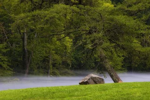 Tree leans out over fog hanging over the South Holston River, Tennessee Stock Photos
