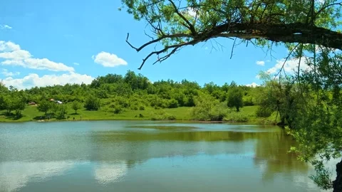 Tree leans over calm lake under clear blue sky. Vrmdza Lake, Serbia Vídeo Stock 338025539