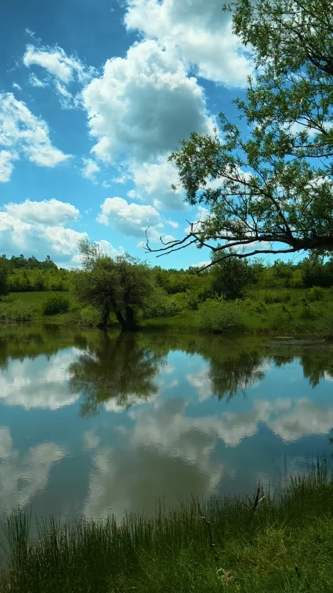Tree leans over calm water. Vrmdza Lake, Serbia. Vertical Vídeos de archivo 338029792