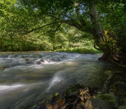 A Tree Leans Over a River Stream Foto stock