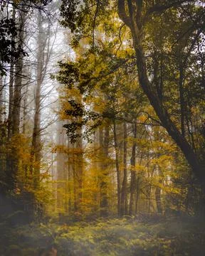 A tree leans over the trail during fall foliage while the fog rolls by. Stock Photos