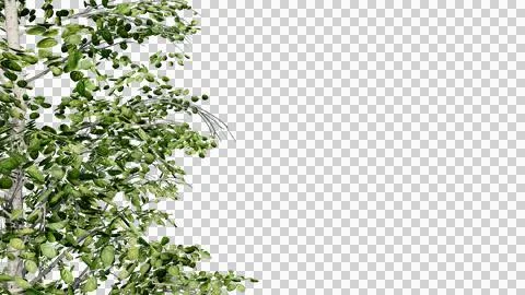 Tree leave nature transparent cut out forest isolated background 3d render. Stock Illustration