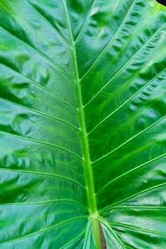 Tree leave surface texture Foto stock