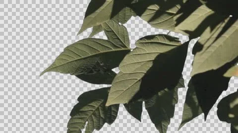 Tree Leaves 1 Stock Footage 65766950