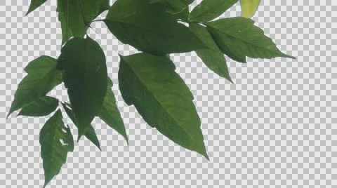 Tree Leaves 2 Stock Footage 65766947