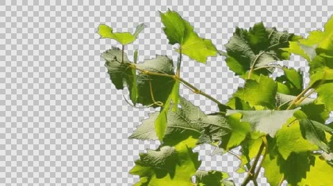 Tree Leaves 4 Stock Footage 65766956