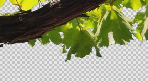 Tree Leaves 5 Stock Footage 65766992