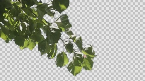Tree Leaves 6 Stock Footage 65766985