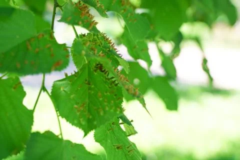Tree leaves affected by aphids. Insect pests and tree deseases. Organic food and Stock Photos