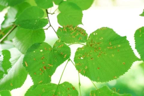 Tree leaves affected by aphids. Insect pests and tree deseases. Organic food and Foto stock