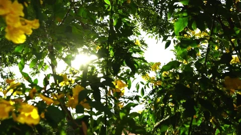 Tree leaves against a bright summer sky. Green leave on white background. Stock Footage 169246232