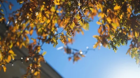 Tree leaves against bright sunlight Stock Footage 108734564