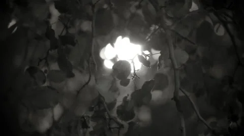 Tree Leaves Against Light Stock Footage 27236220