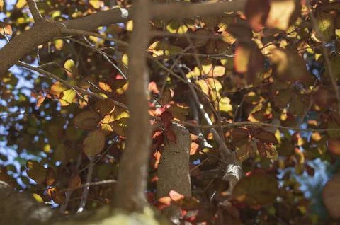 Tree leaves against sunlight Stock Photos