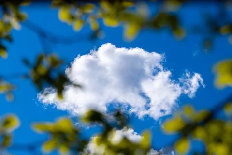Tree leaves against white clouds on the Blue Sky. 写真素材