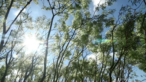 Tree leaves and branch in breeze, sun ray light and blue sky background. Stock Footage 44781416