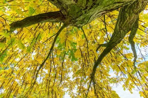 Tree leaves and branches from below in fall Stock Photos