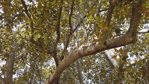 Tree leaves and branches 스톡 동영상 106799231