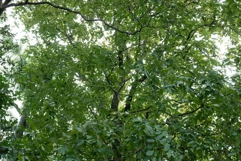 Tree Leaves and Branches in Full Bloom Stock Photos