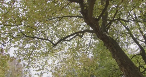 Tree with leaves and branches moving in the wind Vídeo Stock 219732916