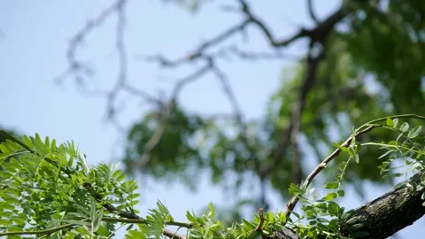 Tree leaves and branches slowly moving in the wind Stockbeeldmateriaal 317124993
