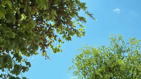 Tree leaves and branches swaying in the wind Stock Footage 345827936
