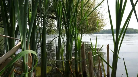 Tree, leaves and bugs, North of France, 4K 50p Stock Footage 76675927