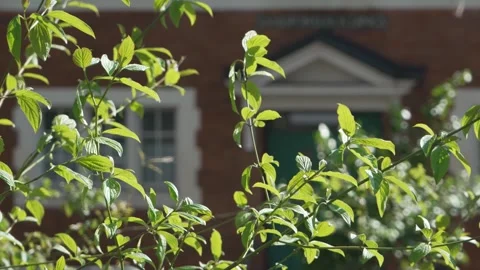 Tree Leaves and House in Shoreditch - Regular Speed Stock Footage 307931453