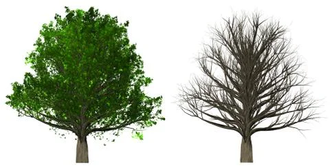 Tree with leaves and leafless tree isolated on white background Stock Illustration