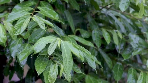 Tree, Leaves And Pouring Rain Video stock 155367816