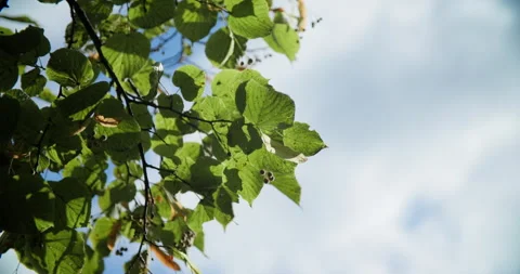 Tree leaves and sky Stock Footage 318089549