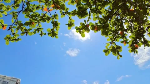 Tree Leaves and Sky. Stock Footage 329907876