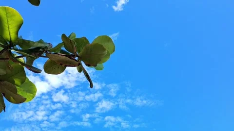 Tree Leaves and Sky. Stock Footage 329907973